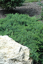Broadmoor Juniper (Juniperus sabina 'Broadmoor') at Stonegate Gardens