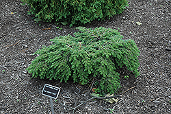 Gracilis Hemlock (Tsuga canadensis 'Gracilis') at Stonegate Gardens