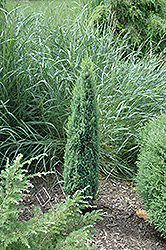 Pencil Point Juniper (Juniperus communis 'Pencil Point') at Stonegate Gardens
