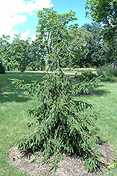 Gold Tipped Oriental Spruce (Picea orientalis 'Aureospicata') at Stonegate Gardens