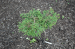 Secrest Baldcypress (Taxodium distichum 'Secrest') at Stonegate Gardens
