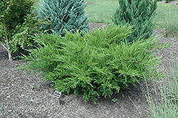 Sea Green Juniper (Juniperus chinensis 'Sea Green') at Stonegate Gardens