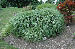 Adagio Maiden Grass (Miscanthus sinensis 'Adagio') at Stonegate Gardens