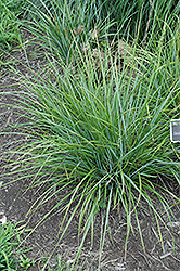 Blue-green Moor Grass (Sesleria heufleriana) at A Very Successful Garden Center