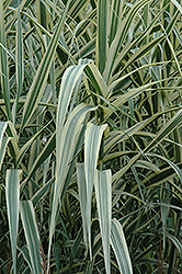 Peppermint Stick Giant Reed Grass (Arundo donax 'Peppermint Stick') at Stonegate Gardens