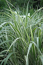 Cosmopolitan Maiden Grass (Miscanthus sinensis 'Cosmopolitan') at Lakeshore Garden Centres