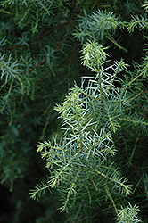 Kalebab Juniper (Juniperus communis 'Kalebab') at Stonegate Gardens