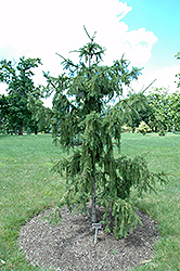 Red Tipped Norway Spruce (Picea abies 'Rubra Spicata') at The Mustard Seed