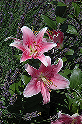Sorbonne Lily (Lilium 'Sorbonne') at A Very Successful Garden Center