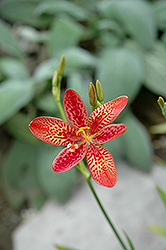 Dazzler Candy Lily (Pardancanda 'Dazzler') at Lakeshore Garden Centres
