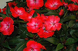 Infinity Electric Coral New Guinea Impatiens (Impatiens hawkeri 'Infinity Electric Coral') at Stonegate Gardens