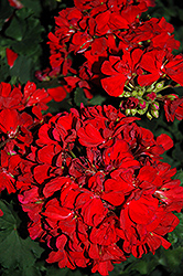 Savannah Red Geranium (Pelargonium 'Savannah Red') at Stonegate Gardens