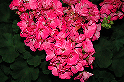 Survivor Pink Passion Geranium (Pelargonium 'Survivor Pink Passion') at Stonegate Gardens