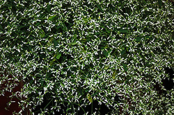 Stardust White Flash Euphorbia (Euphorbia 'Stardust White Flash') at Stonegate Gardens