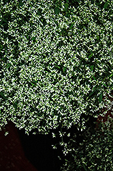 Stardust Super Flash Euphorbia (Euphorbia 'Stardust Super Flash') at Stonegate Gardens