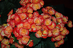 Carneval Begonia (Begonia x hiemalis 'Carneval') at Stonegate Gardens