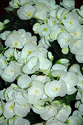 Clara Begonia (Begonia x hiemalis  'Clara') at Stonegate Gardens
