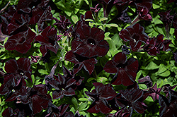 Black Ray Petunia (Petunia 'Black Ray') at Stonegate Gardens