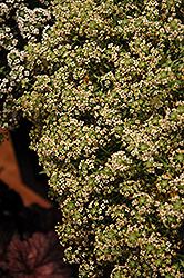 Stream Summer Sweet Alyssum (Lobularia maritima 'Stream Summer') at Stonegate Gardens