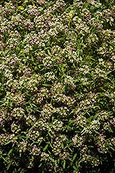 Stream Bicolor Lilac Sweet Alyssum (Lobularia maritima 'Stream Bicolor Lilac') at Stonegate Gardens