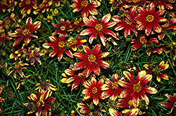 Route 66 Tickseed (Coreopsis verticillata 'Route 66') at Stonegate Gardens