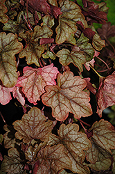 Autumn Rush Foamy Bells (Heucherella 'Autumn Rush') at Stonegate Gardens