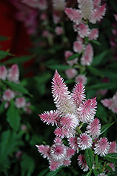 Kelos Pink Celosia (Celosia 'Kelos Pink') at Stonegate Gardens