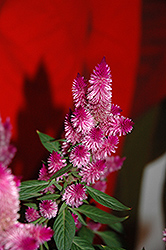 Kelos Purple Celosia (Celosia 'Kelos Purple') at Stonegate Gardens