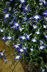 Anabel Blue Hope Lobelia (Lobelia erinus 'Anabel Blue Hope') at Stonegate Gardens