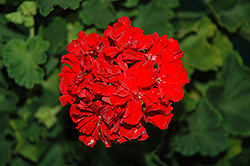 Tango Vintage Red Geranium (Pelargonium 'Tango Vintage Red') at Stonegate Gardens