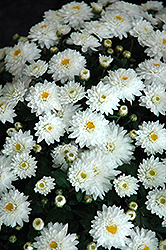 Daybreak Pure White Chrysanthemum (Chrysanthemum 'Daybreak Pure White') at Stonegate Gardens