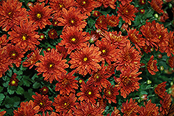Sunbeam Dark Bronze Chrysanthemum (Chrysanthemum 'Sunbeam Dark Bronze') at A Very Successful Garden Center