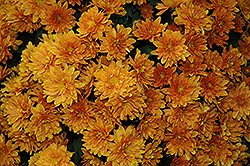 Sunbeam Bronze Chrysanthemum (Chrysanthemum 'Sunbeam Bronze') at Lakeshore Garden Centres