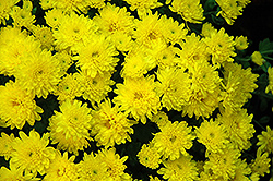 Daybreak Dark Yellow Chrysanthemum (Chrysanthemum 'Daybreak Dark Yellow') at Stonegate Gardens