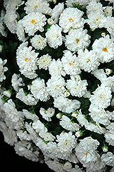 Daybreak White Chrysanthemum (Chrysanthemum 'Daybreak White') at Stonegate Gardens