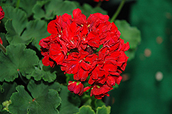 Candy Red Hots Geranium (Pelargonium 'Candy Red Hots') at Stonegate Gardens