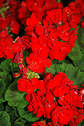 Master Idols Bright Red Geranium (Pelargonium 'Master Idols Bright Red') at Stonegate Gardens