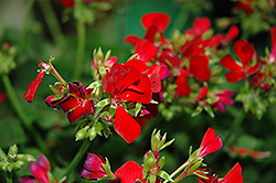 Dixieland Deep Red Geranium (Pelargonium 'Dixieland Deep Red') at Stonegate Gardens