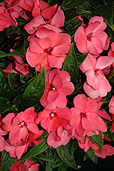 Tamarinda Max Pink New Guinea Impatiens (Impatiens 'Tamarinda Max Pink') at Stonegate Gardens