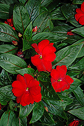 Tamarinda Max Red New Guinea Impatiens (Impatiens 'Tamarinda Max Red') at Stonegate Gardens