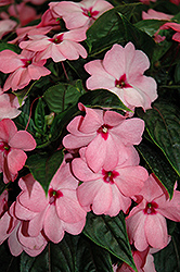 Tamarinda Max Sweet Pink New Guinea Impatiens (Impatiens 'Tamarinda Max Sweet Pink') at Stonegate Gardens