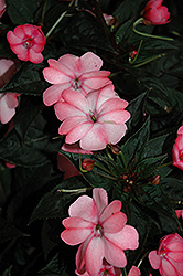 SunPatiens Compact Blush Pink New Guinea Impatiens (Impatiens 'SakimP013') at Stonegate Gardens