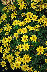 Rapid Yellow Bidens (Bidens ferulifolia 'Rapid Yellow') at Stonegate Gardens