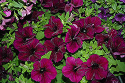 Fortunia Burgundy Petunia (Petunia 'Fortunia Burgundy') at Stonegate Gardens