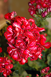Focus Red Ice Ivy Leaf Geranium (Pelargonium peltatum 'Focus Red Ice') at Lakeshore Garden Centres