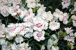 EverLast White plus Eye Pinks (Dianthus 'EverLast White plus Eye') at A Very Successful Garden Center