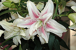 Roselily Belonica Lily (Lilium 'Roselily Belonica') at A Very Successful Garden Center