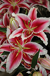 Paradero Lily (Lilium 'Paradero') at Stonegate Gardens