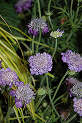 Mariposa Violet Pincushion Flower (Scabiosa columbaria 'Mariposa Violet') at Stonegate Gardens