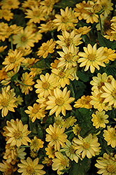 Casino Light Yellow Melampodium (Melampodium paludosum 'Casino Light Yellow') at Wallitsch Nursery And Garden Center